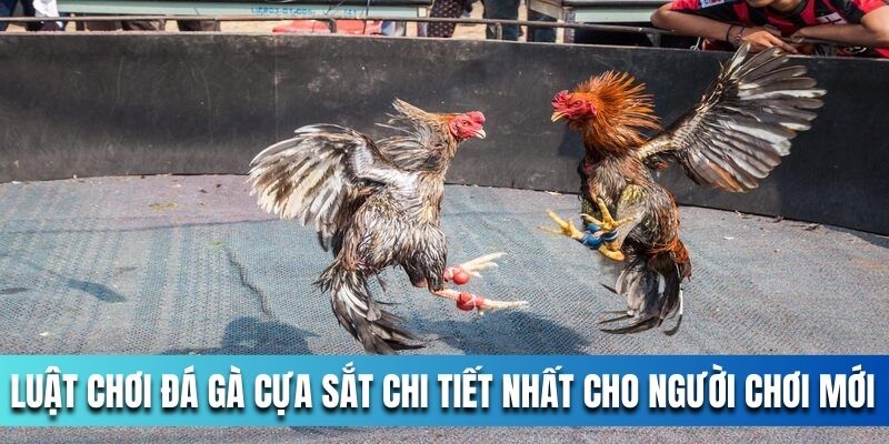 Luat-choi-da-ga-cua-sat-chi-tiet-nhat-cho-nguoi-choi-moi