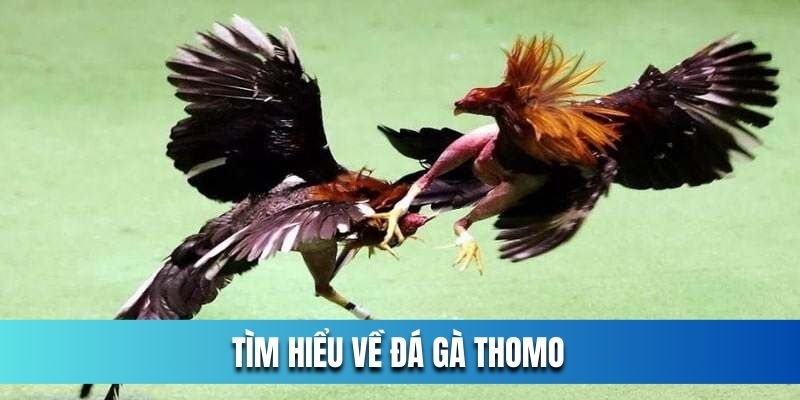 Tim-hieu-ve-da-ga-Thomo