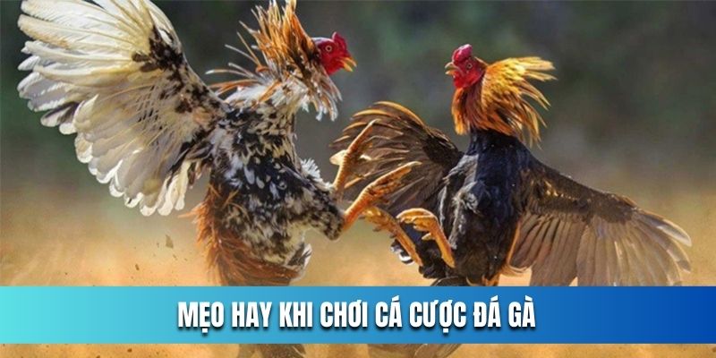 meo-hay-khi-choi-ca-cuoc-da-ga-tai-ok365